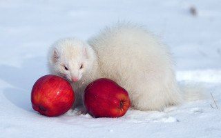 White animal red apples snow - brian snøddy free wallpaper