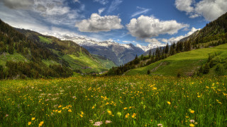 Flower field mountains clouds blue 3 - a field of flowers and trees free wallpaper