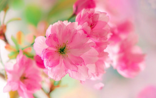 Pink flower macro blurry background 15 - a blurry background of flowers free wallpaper