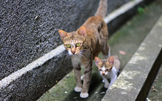 Cat kitten ledge eye neoplasticism - looking free wallpaper