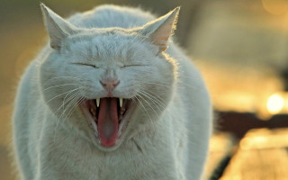 White cat open mouth award - its mouth open free wallpaper