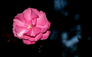 Pink flower blooming night macro - the dark night time free wallpaper