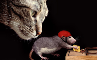 Cat mouse trap red hat - art spiegelman free wallpaper