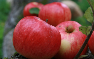Apples branch leaves macro naturalism - fall vibrancy free wallpaper