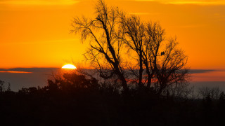 Sunset tree bird clouds autumn - against free wallpaper for desktop
