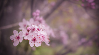 Pink flower cherry blossoms macro 3 - soft focus free wallpaper for desktop