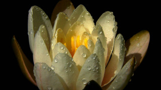 Flower water droplets macro yellow - a close up of a flower free wallpaper for desktop