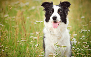 Dog flower field outdoor animal - a field of flowers and grass free wallpaper