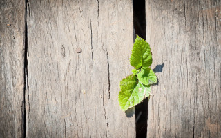 Green plant wooden planks shadow - a shadow of a person free wallpaper