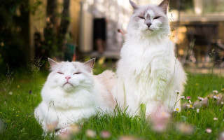 White cats grass closed eyes - free cats wallpaper