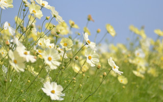 White flower field blue sky - green stem free wallpaper