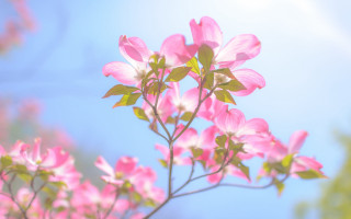 Pink flower blooming branch blue 2 - a few green leaf free wallpaper