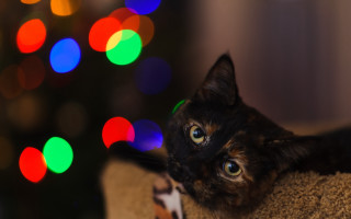 Cat christmas impressionism bokeh tiltshift - a christmas tree in the background free wallpaper