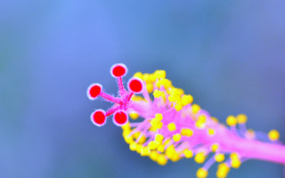 Flower red yellow tips blue - petal free wallpaper