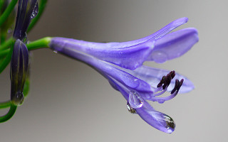 Purple flower water drops macro 4 - end free wallpaper