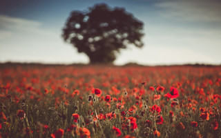 Red flower autumn tree sunset - dave allsop free wallpaper for desktop