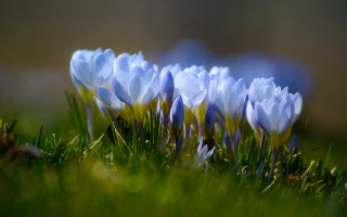 Blue flower field macro nature - a lush green field of grass and grass free wallpaper