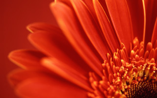 Bright orange flower red background 2 - orange flower free wallpaper