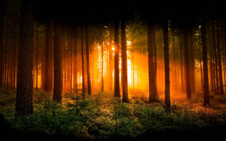 Forest light fog sunset autumn - yellow light free wallpaper