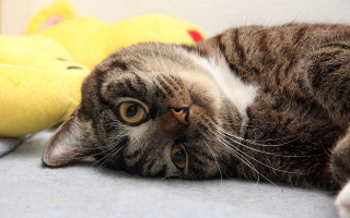 Cat back couch stuffed duck - a couch next free wallpaper