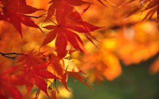 Tree red leaves autumn blurry - yellow leaf free wallpaper
