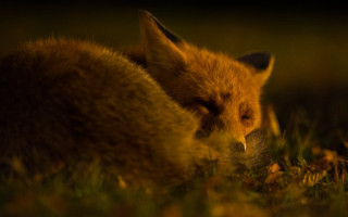 Fox laying grass looking distance - a fox free wallpaper for desktop