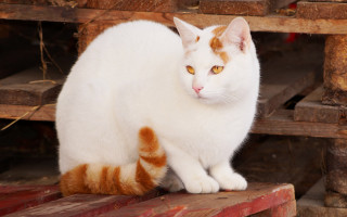 White cat wooden bench red - a red stripe free wallpaper