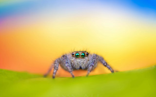 Spider green eyes leafy hill - a colorful sky in the background free wallpaper