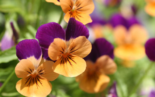 Purple orange flower bokeh macro - a green leafy plant free wallpaper