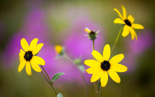 Yellow flowers purple background macro - the background and a blurry background behind them free wallpaper