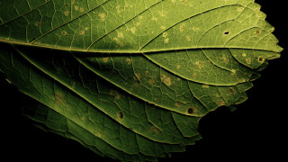 Green leaf brown spots black - a black background behind free wallpaper
