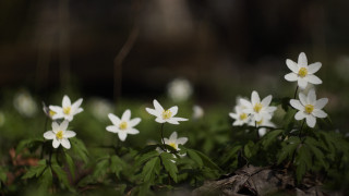 White flowers green grass macro - green grass free wallpaper for desktop