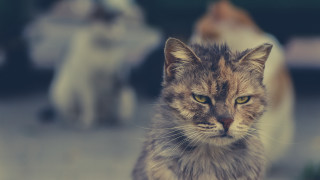 Cat sitting others angry yellow - one cat free wallpaper