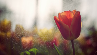 Red tulip rainy window blurry - bloom free wallpaper for desktop