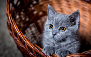 Curious gray kitten basket art - a small gray kitten free wallpaper