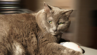 Cat desk mouse serious face - a desk free wallpaper