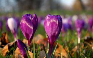 Purple flower field bokeh depth - a blurry sky in the background free wallpaper