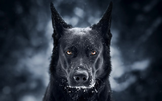 Black dog snowflake face night - a black dog free wallpaper