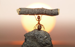 Ant wood rock sunset macro - a piece of wood free wallpaper