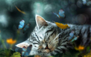 Sleeping cat flower butterflies fantasy - a yellow flower free wallpaper