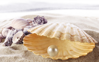 Shell pearl beach sand shallow - a sandy beach free wallpaper for desktop