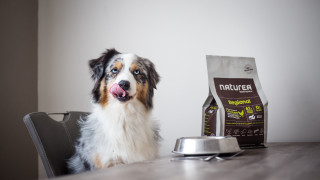 Shiba inu dog table food - the table free wallpaper