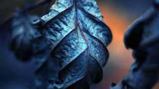 Dying leaf red vein macro - this image free wallpaper for desktop