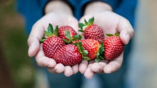 Strawberries hands closeup blurry background - the other hand free wallpaper for desktop