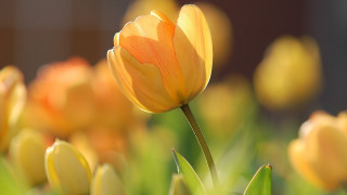 Yellow flower field bokeh macro 6 - other flower free wallpaper