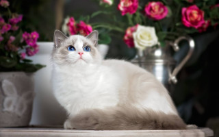 White cat flowers vase bokeh - a white cat free wallpaper for desktop
