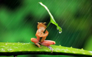 Frog leaf rain crossed head - its leg free wallpaper