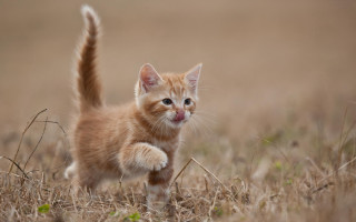 Small kitten walking dry grass - its front paw free wallpaper