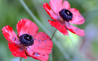 Red flowers water droplets macro 2 - green grass free wallpaper