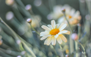 Daisy blurry background shallow depth - a close up of a flower free wallpaper for desktop